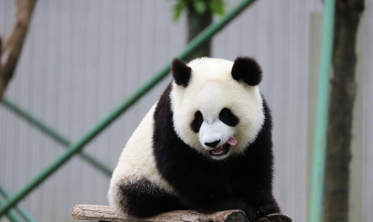 大熊猫租借,赠送给17个国家,为何印度申请租借,却屡次被拒_动物园_中