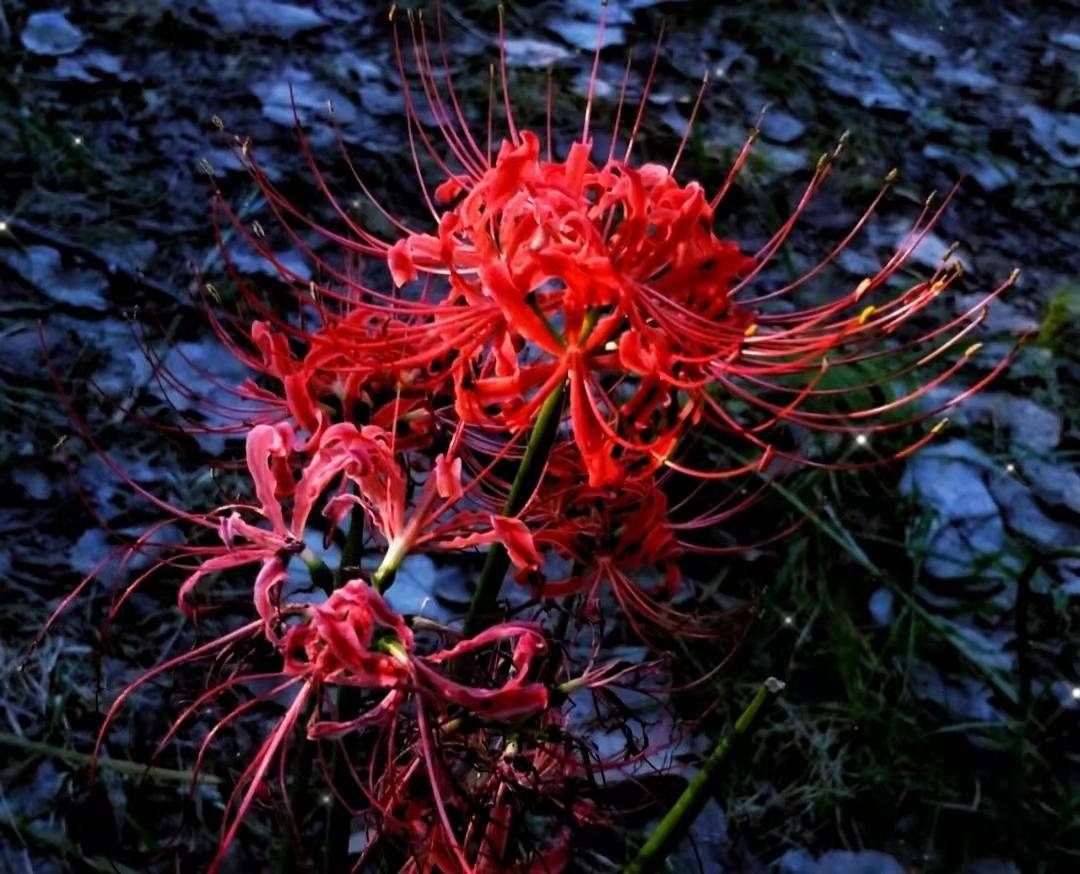 彼岸花虽然很美,但它自古就是一种不吉利的花,因为它喜阴凉环境,通常