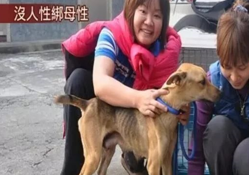 狗妈妈骨肉如柴无法进食仍坚持不懈给小奶狗喂奶泪目