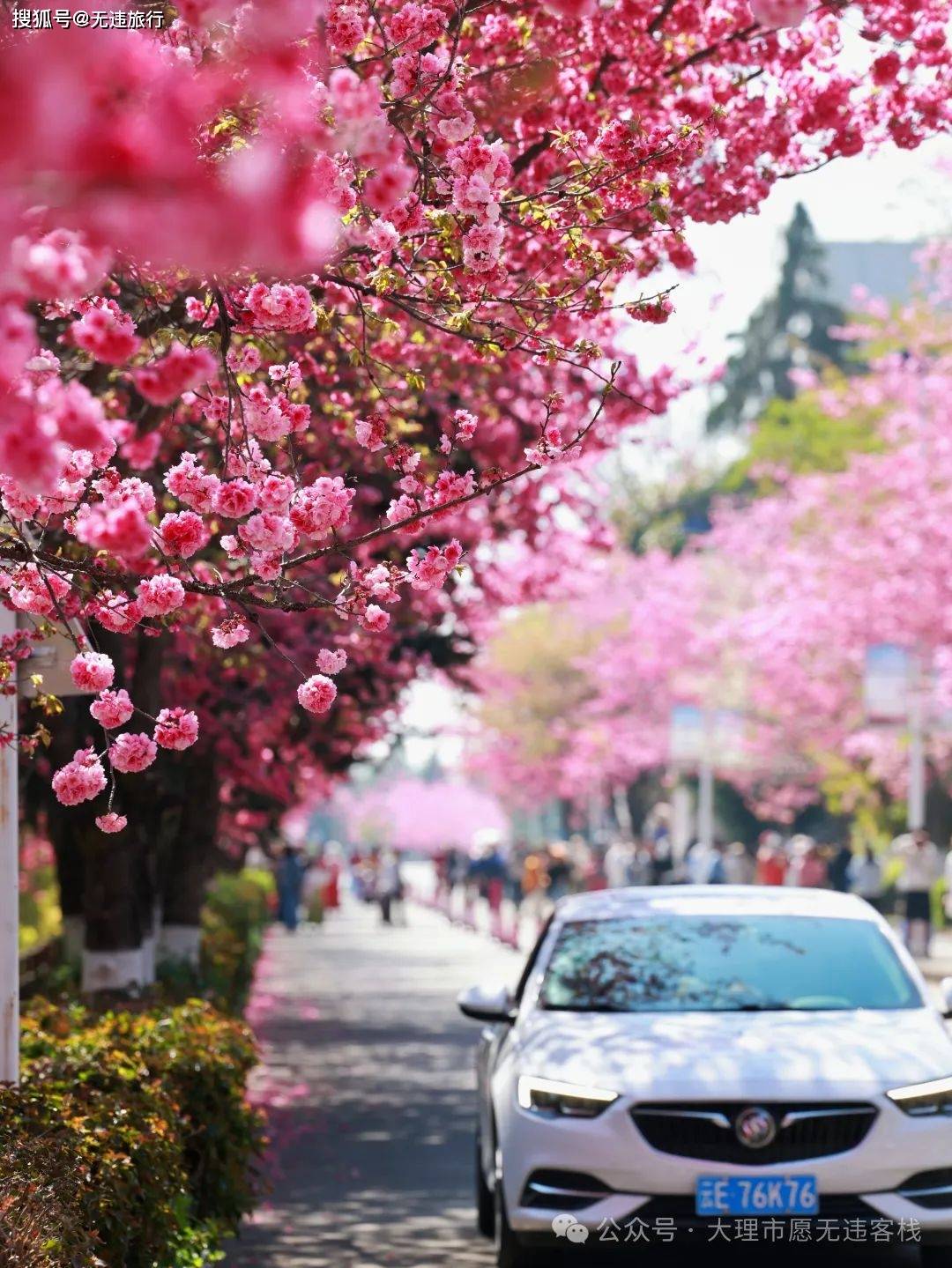 大理大学樱花节开放日图片