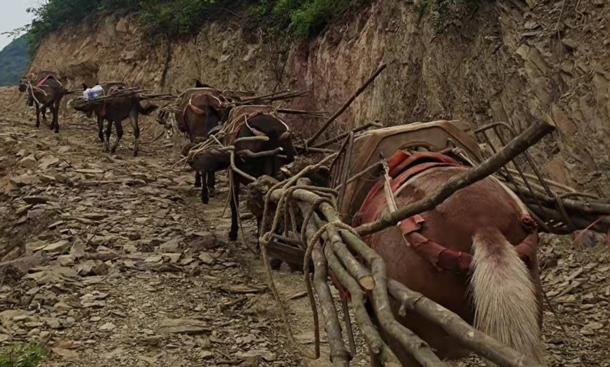 原创1983年新疆牧民饲养的几千头骡子为何被中情局偷运到阿富汗