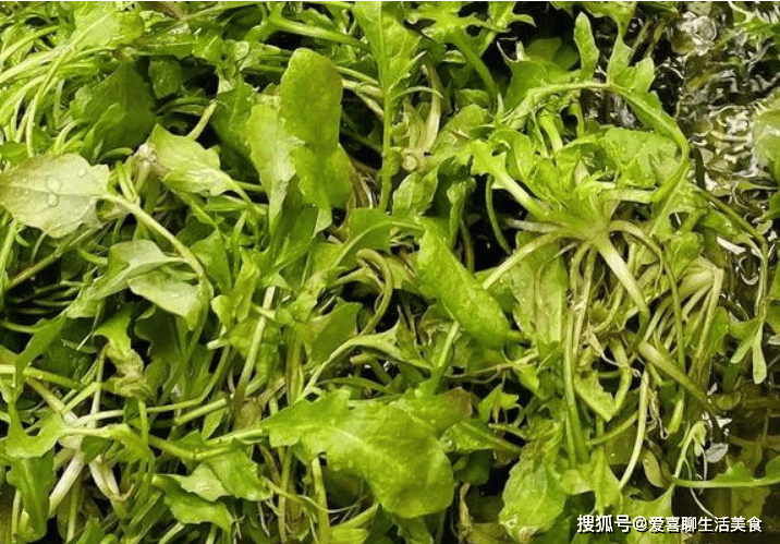 其实,春天的第一口野味——"荠菜",不适合6类人,请自查一下!_食用_人
