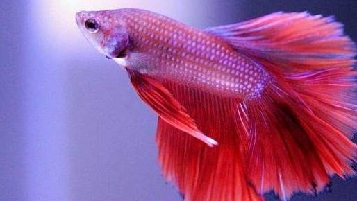 这里是养鱼说,如果你也喜欢饲养观赏鱼,不妨动动手指点个关注,所有