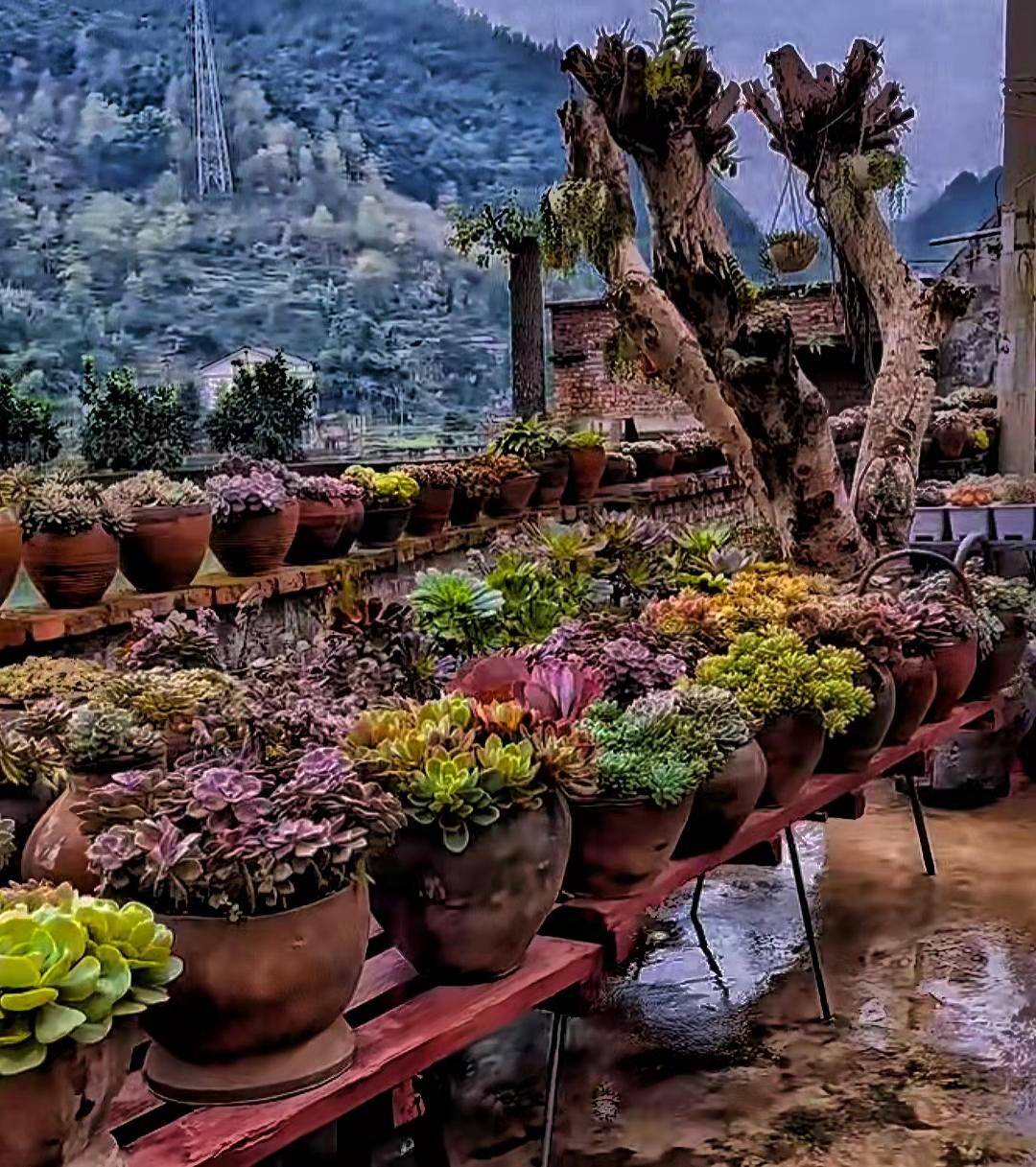 重庆姑娘在院子里种满多肉,又漂亮又有新意_小院_网友_竹子