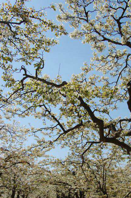 河北石家庄赵县梨花节即将到来,什么时间来才能看到最美的梨花?