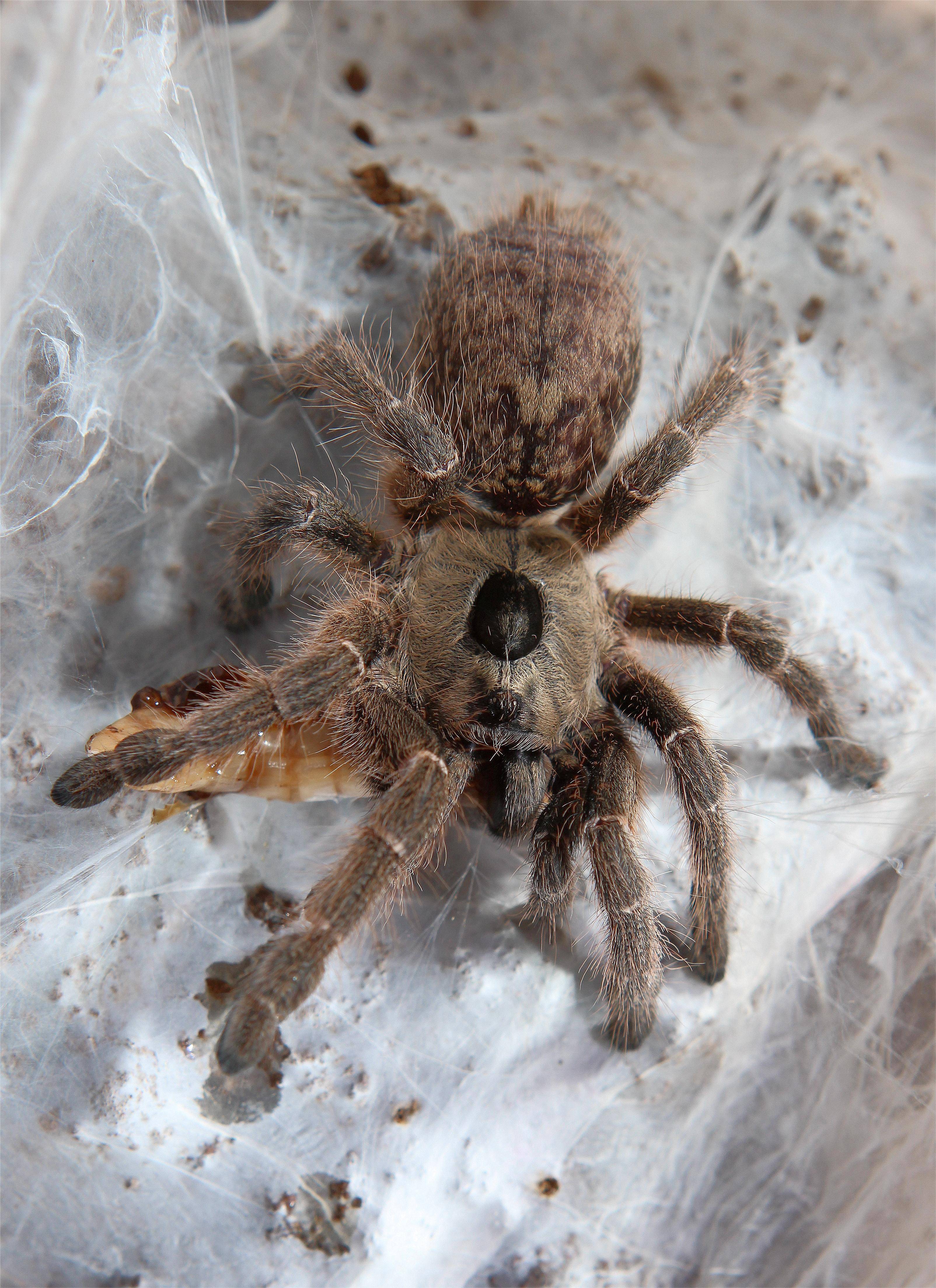 背上长犄角来自非洲的角巴布