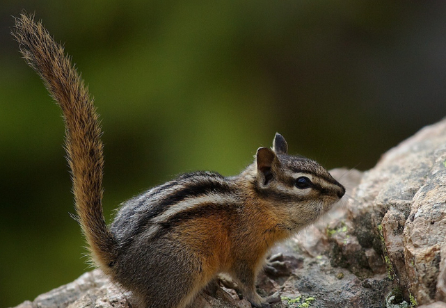 怎样正确的喂养金花鼠,喂养的方法和技巧,一起来看看