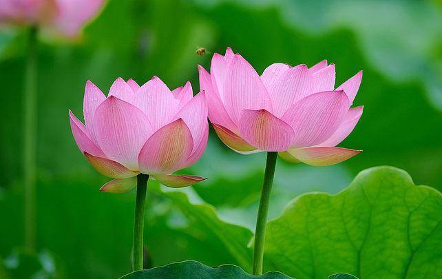 花中君子莲为何能与梅兰竹菊齐名品读莲文化的内涵