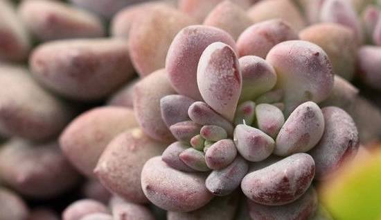 蓝绿,粉红,粉白多变的迷你多肉植物——花乃井