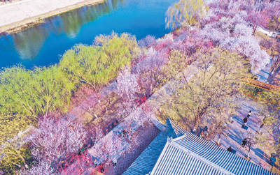 天津市红桥区以花为媒打造文化旅游节来桃花堤感受文艺气息