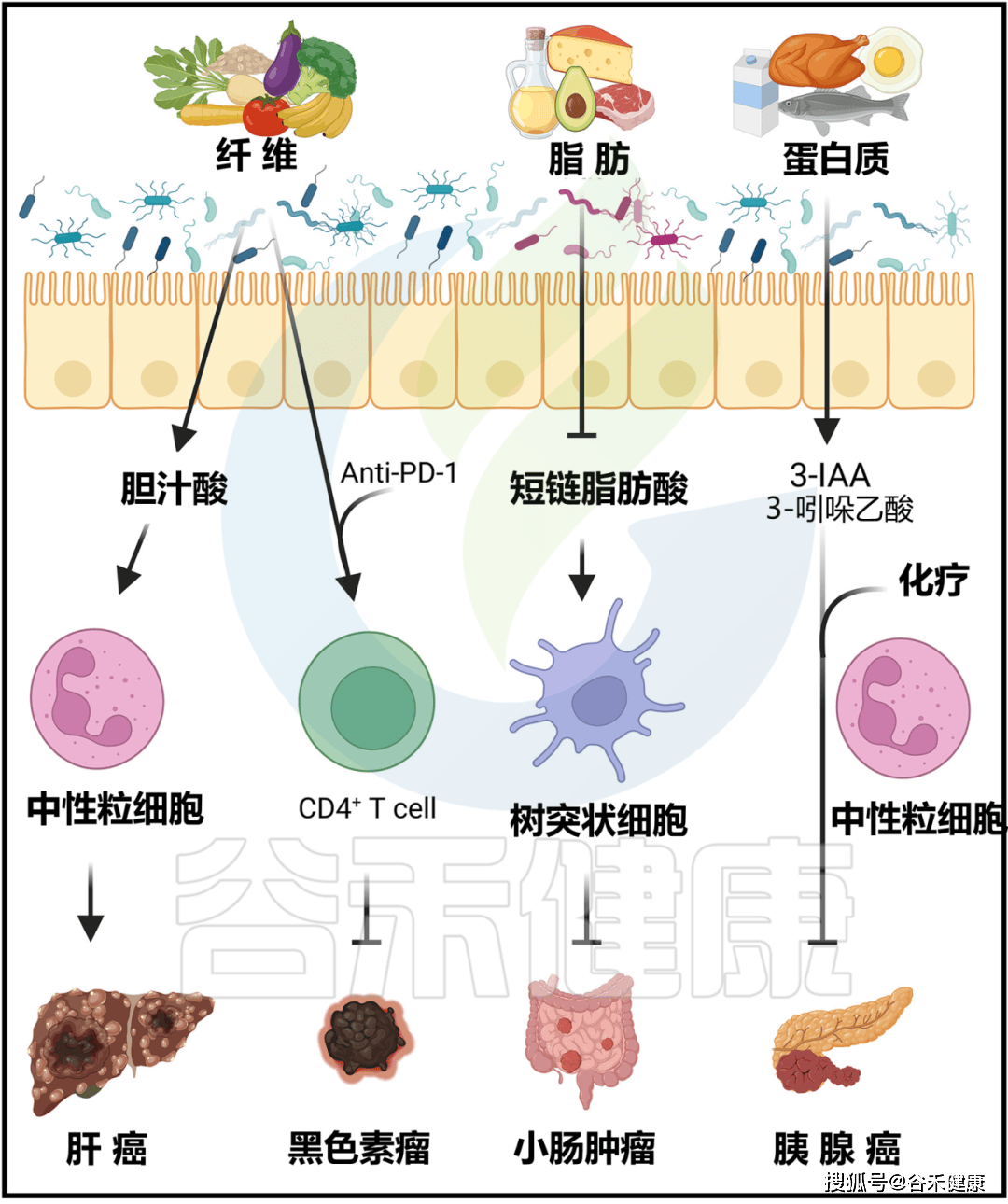 营养调控微生物及代谢产物对免疫和炎症的影响