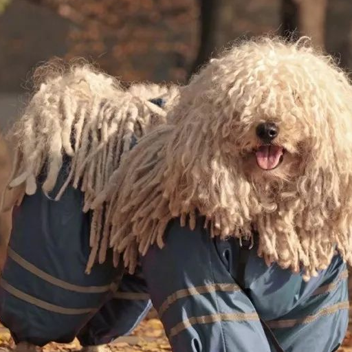 长得像拖把的狗子你见过吗?