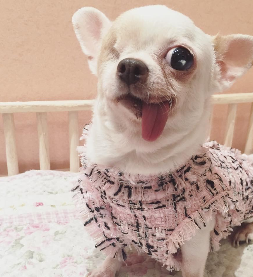 独眼吉娃娃曾被嫌弃今获新主人疼爱喜欢伸舌卖萌释放正能量