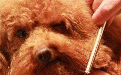 给泰迪犬洗澡时,这6个洗澡误区,劝你别碰!_狗狗_毛发_水温