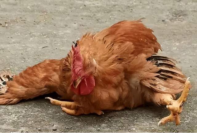 鸡腿瘸不能走怎么办?