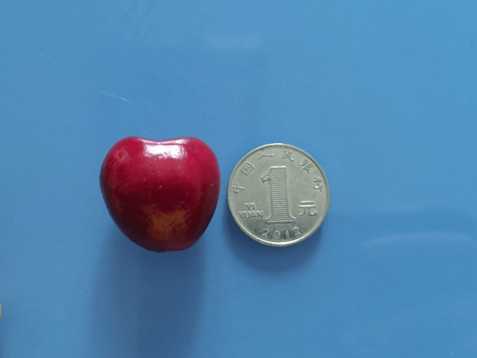 价格差5倍的樱桃和车厘子到底有什么区别