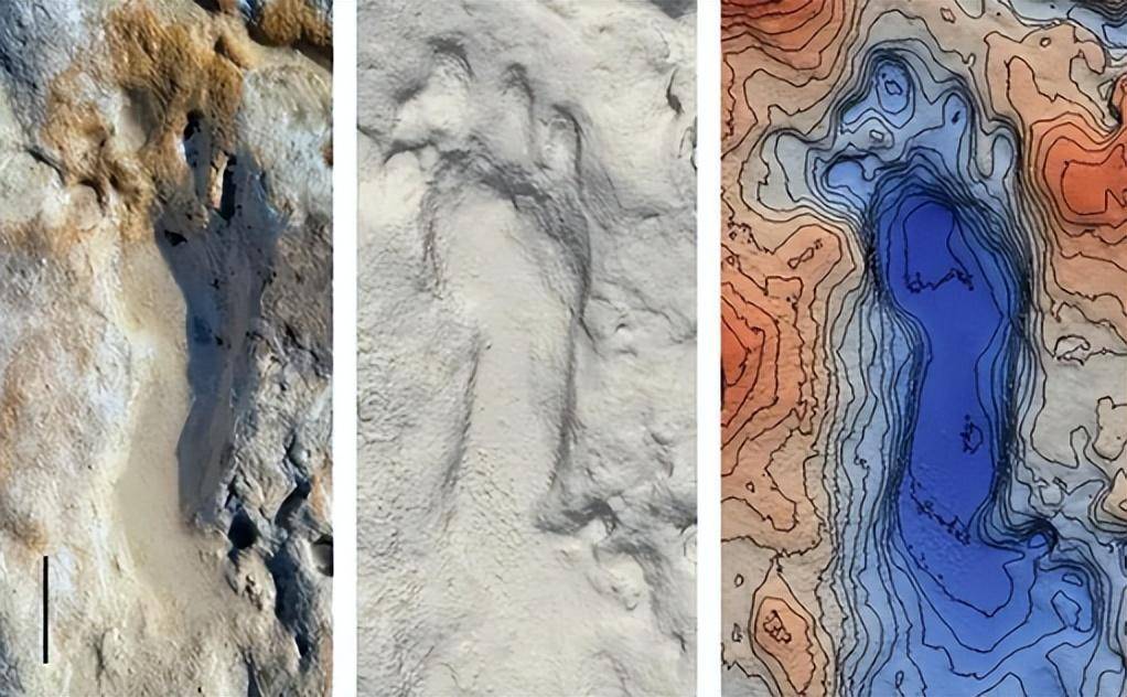 20幅罕见生物照片:章鱼长着透明脑袋,巴西工地挖出400公斤巨蟒_化石