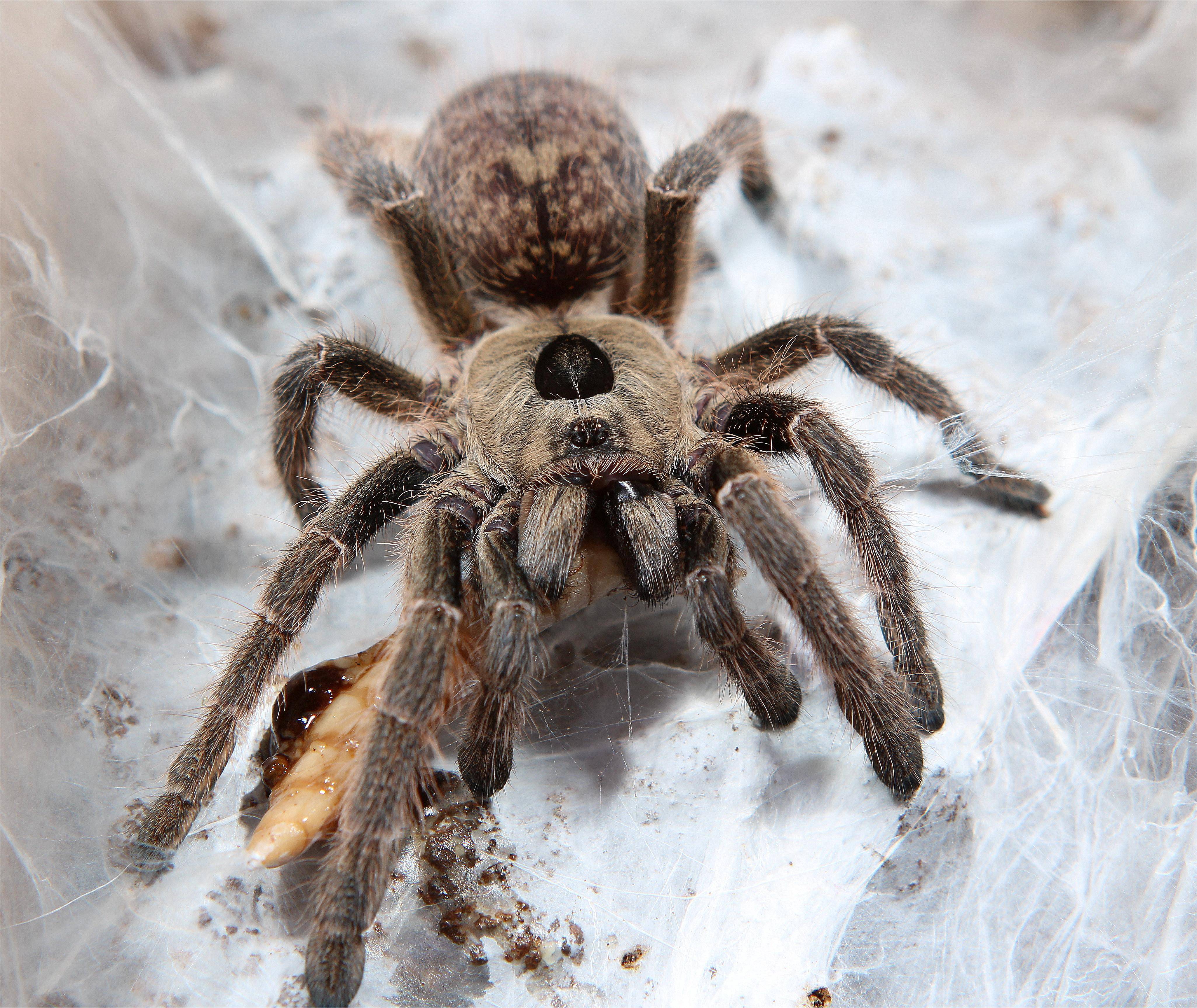 来自非洲的角巴布_物种_产地_东非