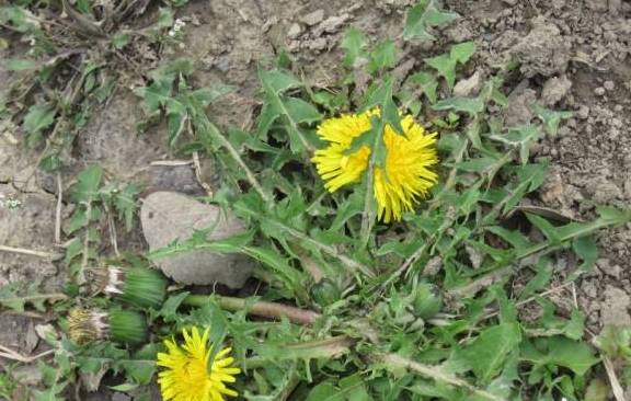 路边2种野草阳台也能种摘1片叶子开水一泡清热下火