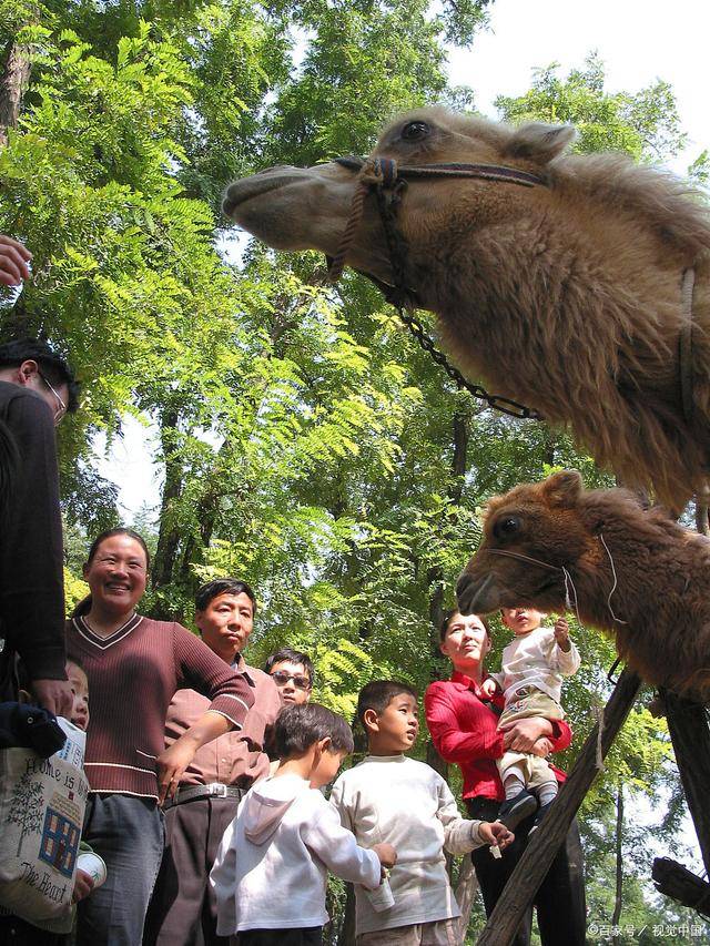 重庆两个动物园哪个好玩重庆动物园路线攻略