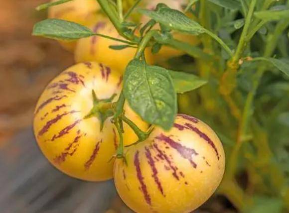 原创经常吃人参果4个好处或会悄然而至但有3类人不能随便吃