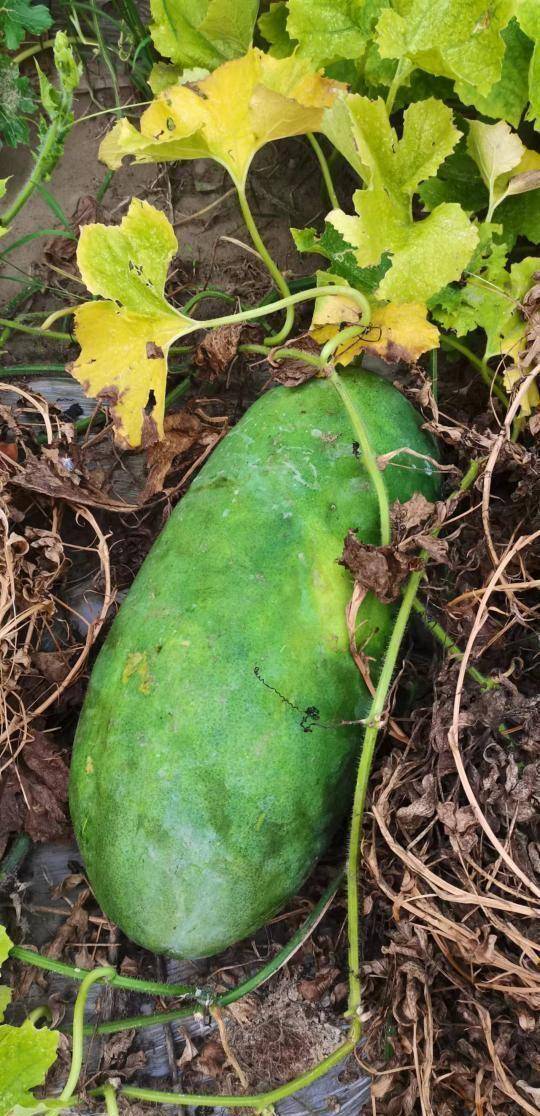 杭州这所学校把"秋收"做成了开学礼_冬瓜_瓜苗_青苗