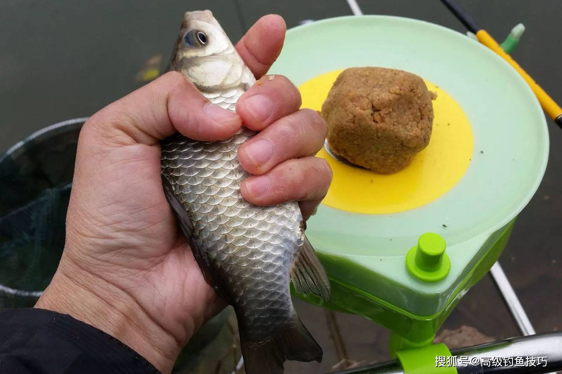 详解鲫鱼饵的生产_饵料_原料_生产的