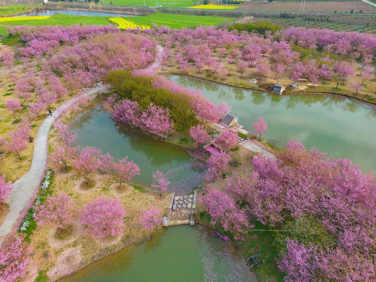 湖北枝江:同心生态观光园樱花盛开,游客流连忘返_花海_乐享_景色