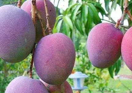 原创一招教你认识芒果各大品种看完就全知道了