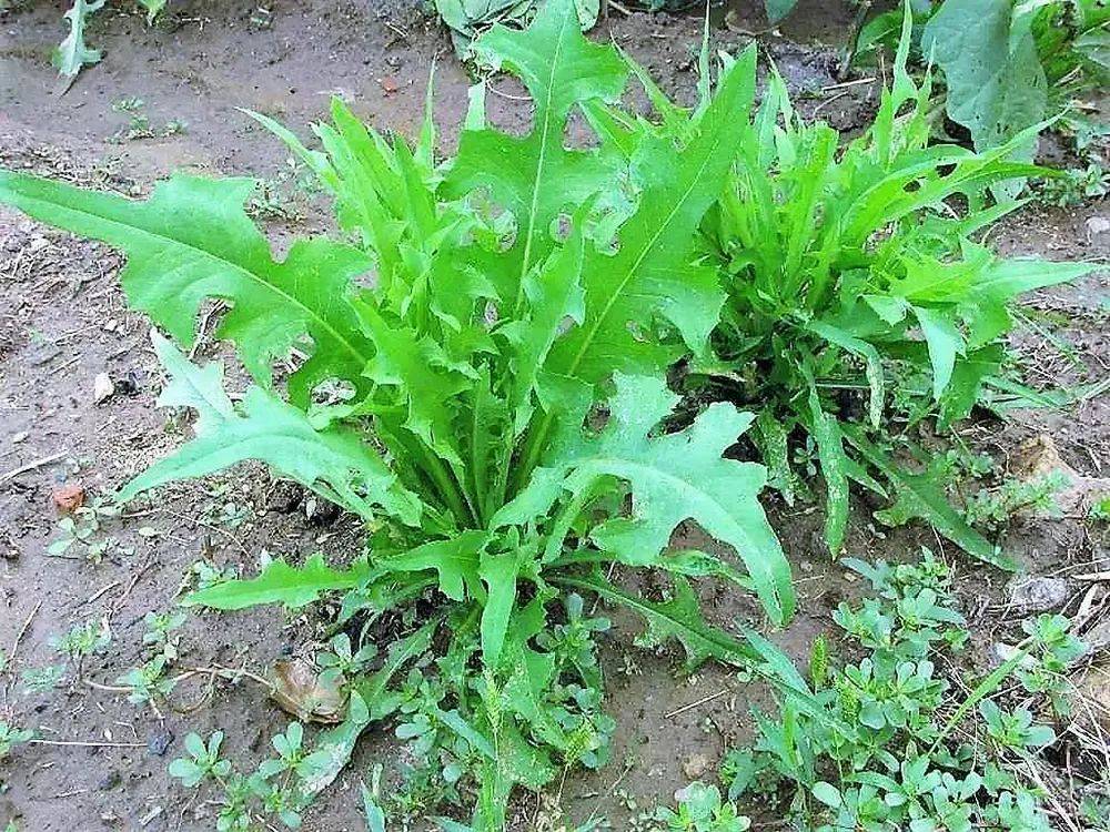 乌鲁木齐四月初野菜图片