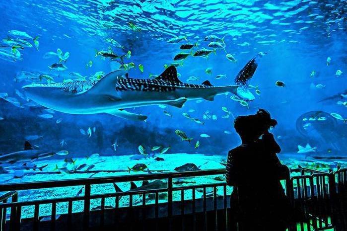 青岛养马岛五日游旅游团怎么收费青岛旅游5日游精华路线