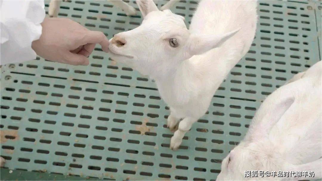 二月二龙抬头,跟着羊品时代一起去5g智慧牧场踏青吧_小羊_智能_管理