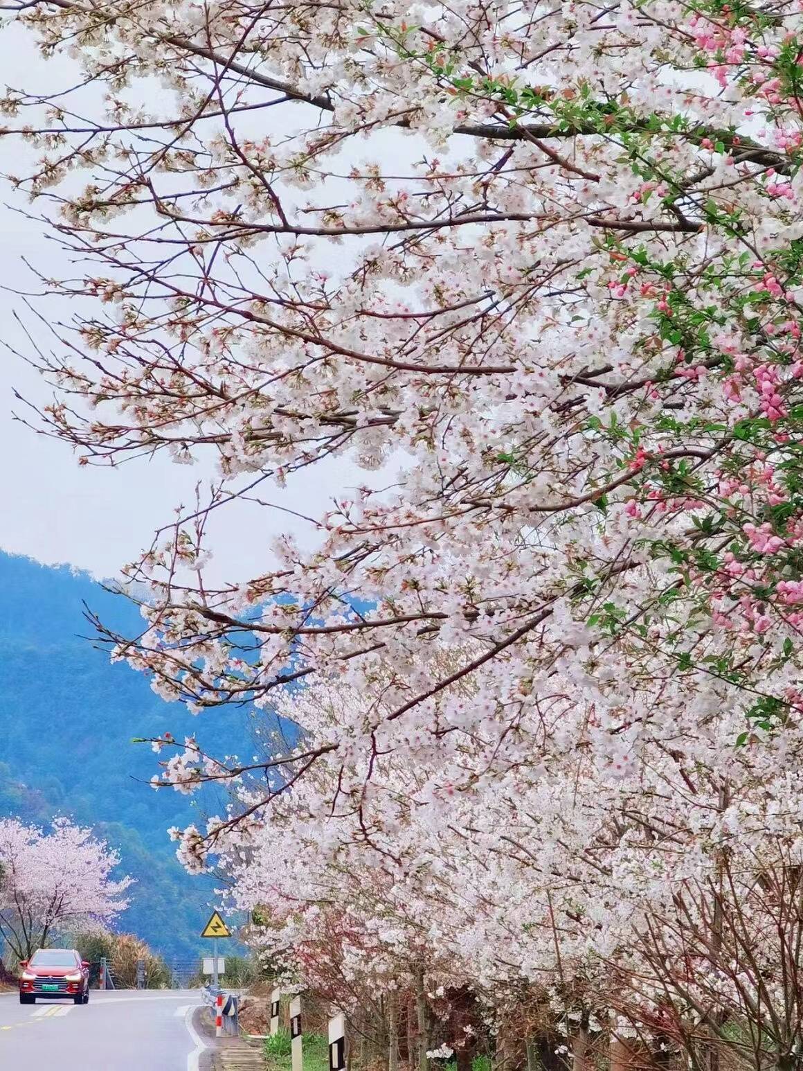 宁波樱花citywalk路线错过3月再等一年
