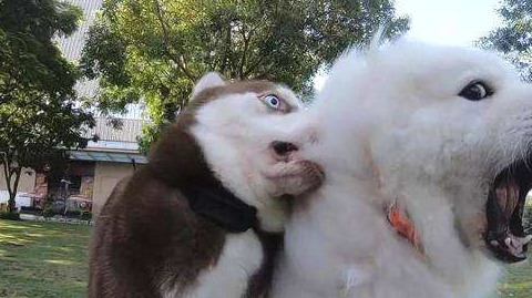 原创雪橇三傻排老三牵出去威风凛凛但是一撒手就乖乖跟别人走