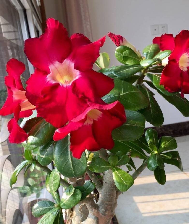 沙漠中也能开花,说的不是仙人掌,而是它_进行_玫瑰_修剪