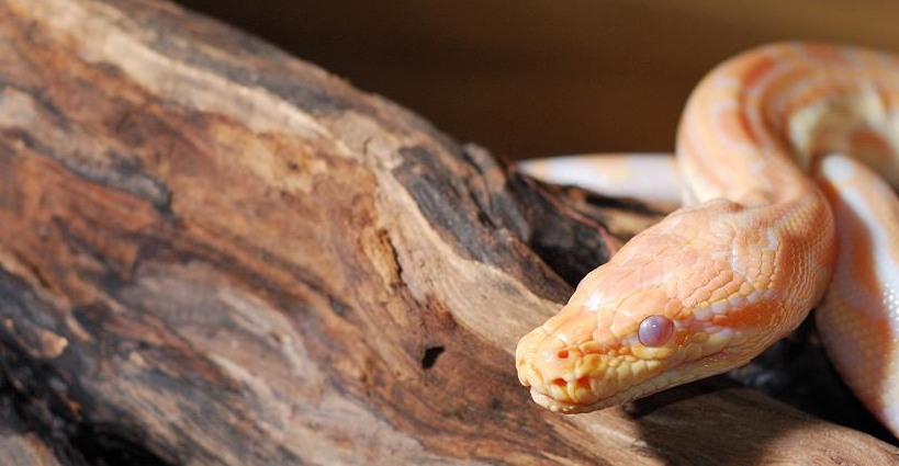 原创黄金蟒真的可以当宠物养吗它会吃人吗结局让你意想不到