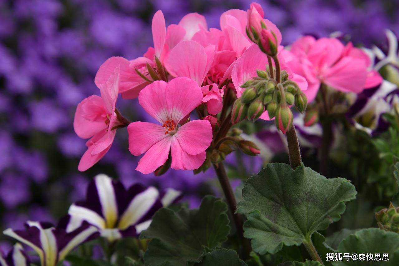天竺葵美丽长存的秘密天竺葵养殖实用小窍门大公开