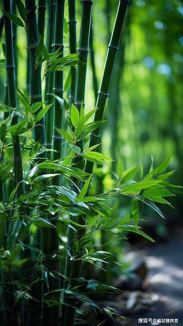 竹子·锋芒︳九月文摘