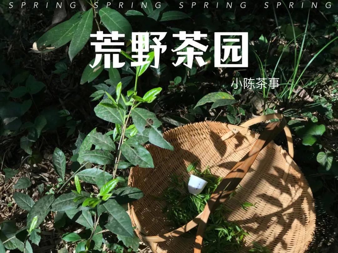 原创十家卖荒野茶的九家都是假货荒野白茶为什么这么多坑