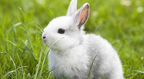 原创兔子不吃窝边草里的草是指什么还有什么其他的含义