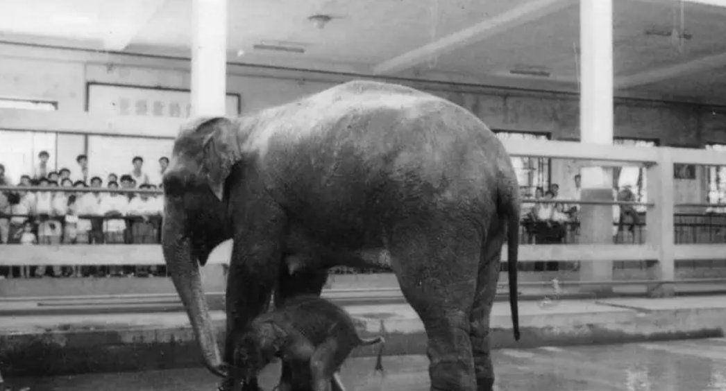 靠钢钳越狱,残害11人,临死拒不认罪,仰天狂笑_廖苇丽_小弟_孕妇