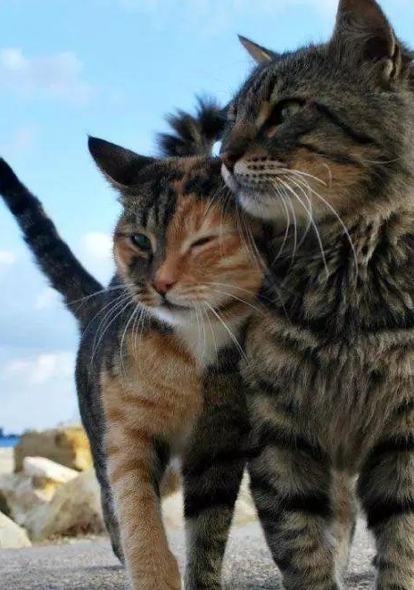 养猫的人才会懂网友家里养了两只猫