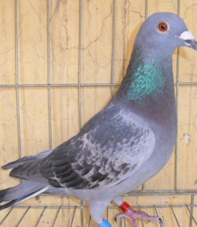 原创为什么飞得很好的赛鸽重复训放之后丢失