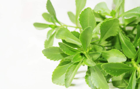 能收缩胆囊和增加胆汁分泌而有利胆作用.