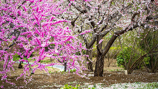 "吕文扬的梅树研究:揭秘中国园林之美"_文化_传统_地位
