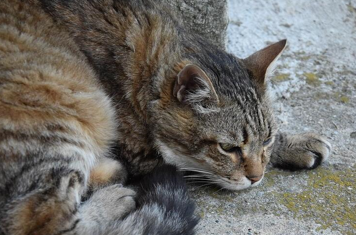 狸花猫带我去见它的女朋友,铲屎官:这娘家人我可养不起啊_猫咪_事情_