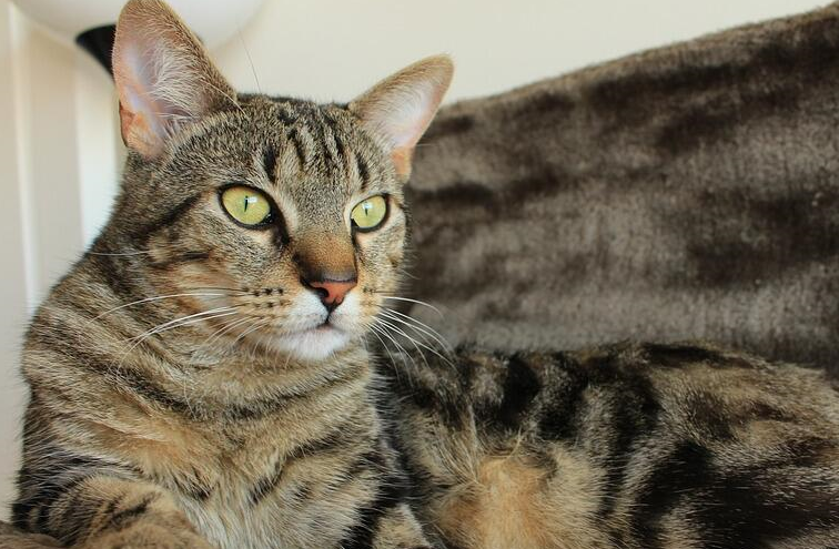 狸花猫带我去见它的女朋友,铲屎官:这娘家人我可养不起啊_猫咪_事情_