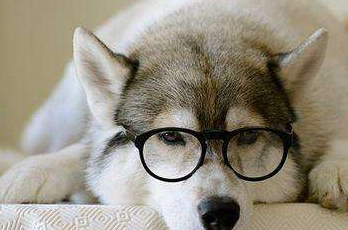 哈士奇到底有多可爱,网友:看起来像是一位王者,尤其是眼神_都会_表情