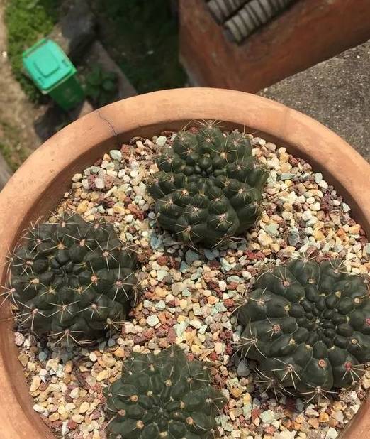 2种仙人掌"爱开花",花一开一大片,比蟹爪兰还要好看!_仙人球_时候_植