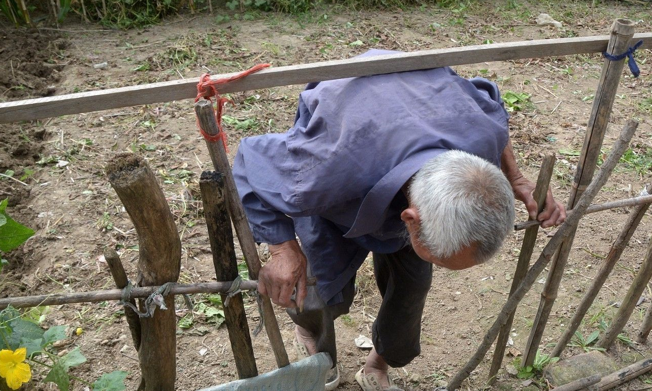 老爷子跪在田里用刀整